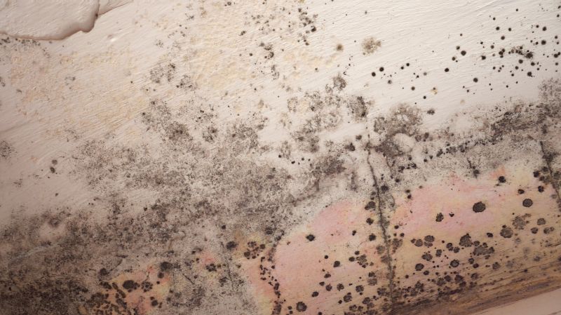 Attic Mold Remediation in West Palm Beach, FL