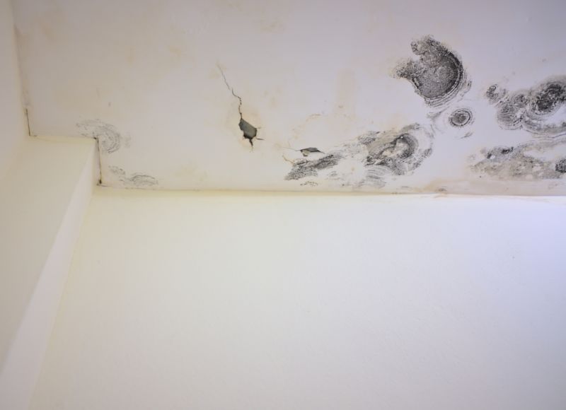 Attic Mold Remediation in Frisco, TX