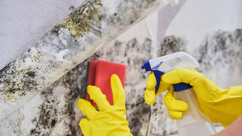 Basement Mold Remediation in Fort Lauderdale, FL