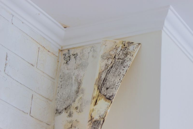 Basement Mold Remediation in Broward County, FL