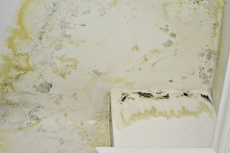 Mold Remediation Service in Frisco, TX