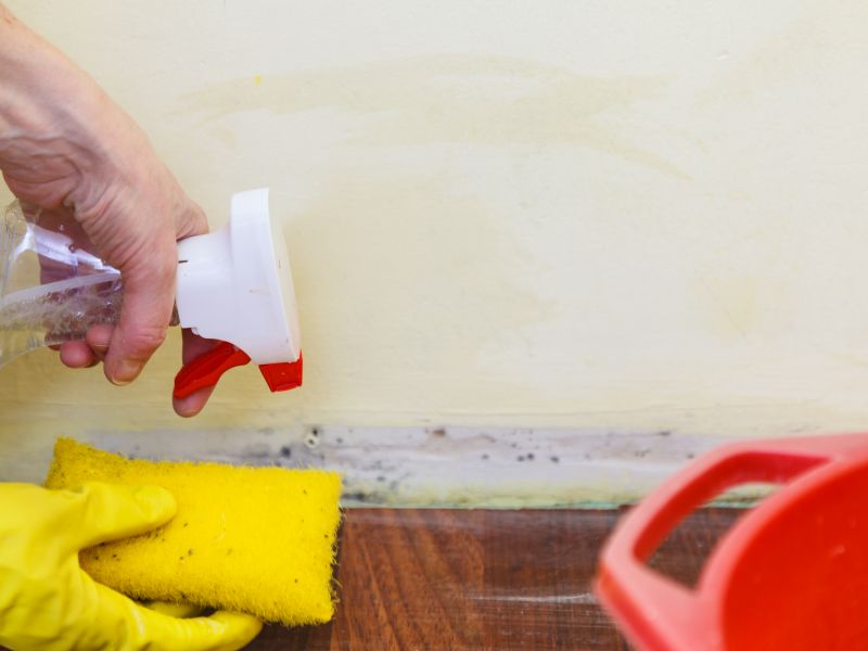 Mold Treatment Service in Bergen County, NJ