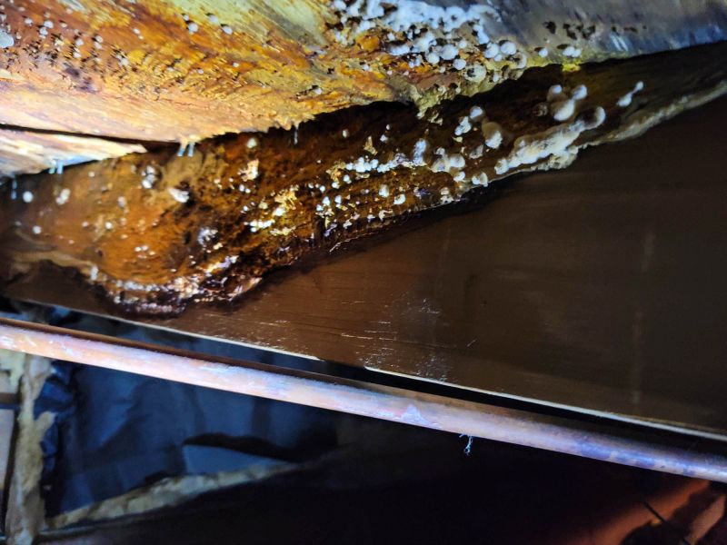 Basement Mold Remediation in Broward County, FL